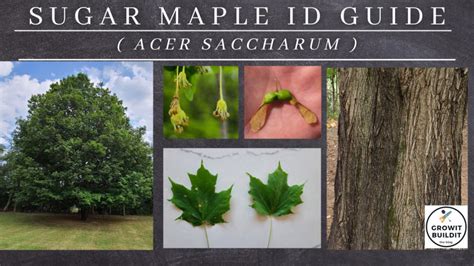 Sugar Maple Tree How To Identify At Gary Poole Blog