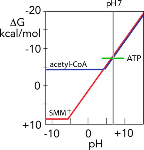 Sulfonium Ion Condensation The Burden Borne By Sam Synthetase Sulfonium Ion Condensation The Burden Borne By Sam Synthetase