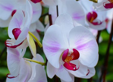 The Amazing True History Of Orchids And What Their Colors Represent