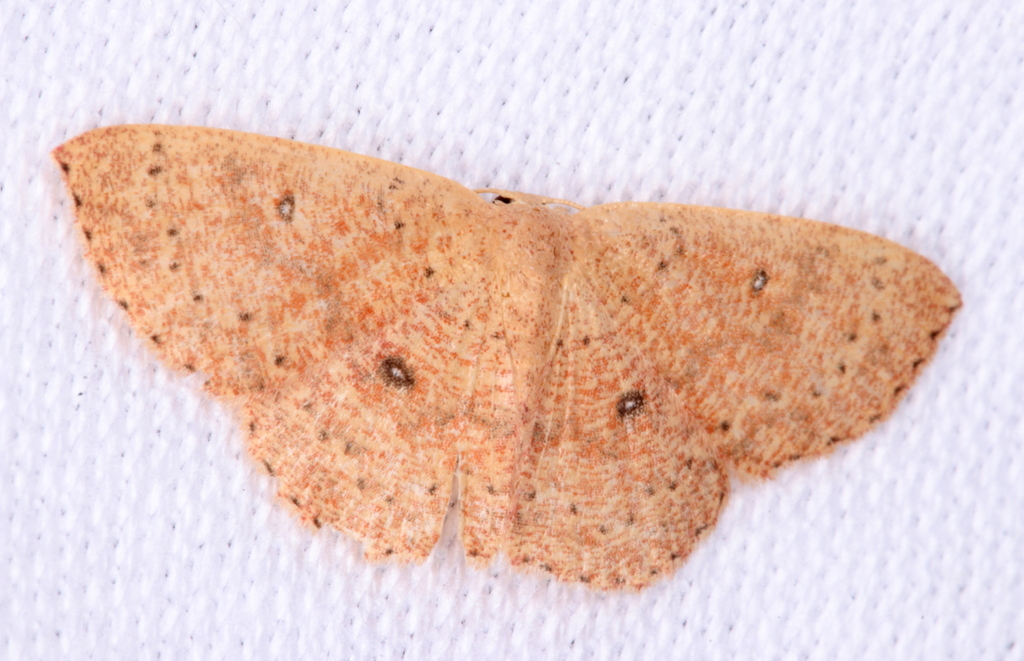 Exploring Packard's Legacy in The American Naturalist