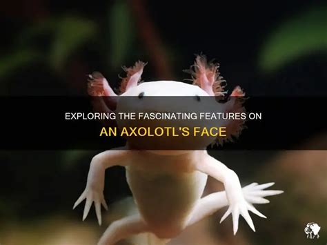 The Fascinating Facial Features Of Axolotl Salamanders Exploring The