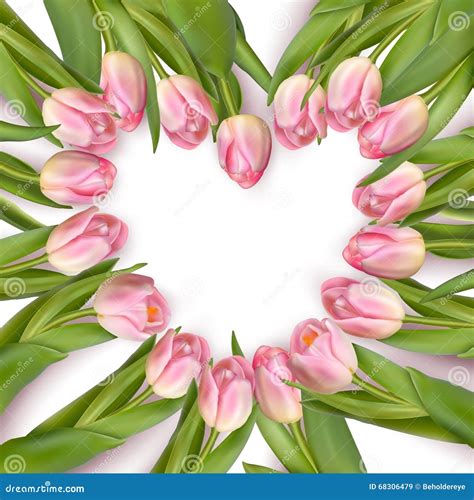 The Heart Shaped Frame Of Fresh Tulips Stock Illustration