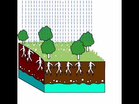 The Importance Of Soil Salinity Youtube The Importance Of Soil Salinity Youtube