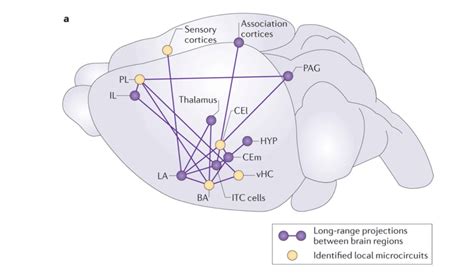 The Neural Circuits Underlying Fear And Surprise Nhsjs The Neural Circuits Underlying Fear And Surprise Nhsjs