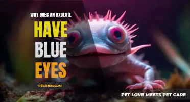The Unique Characteristics Of Axolotls Marvels Of Nature Petshun