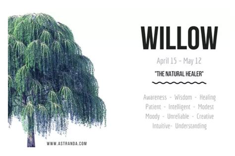 The Words Willow Tree Meaning Are Written In White On A Blue Sky
