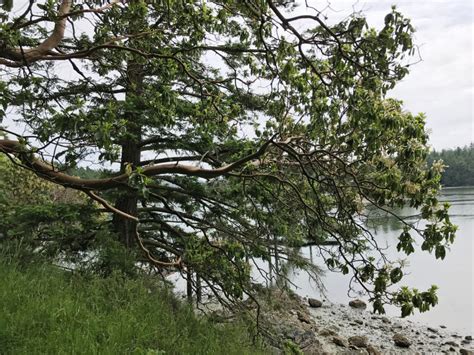 Three Unusual Trees In The Pacific Northwest Sharing Horizons