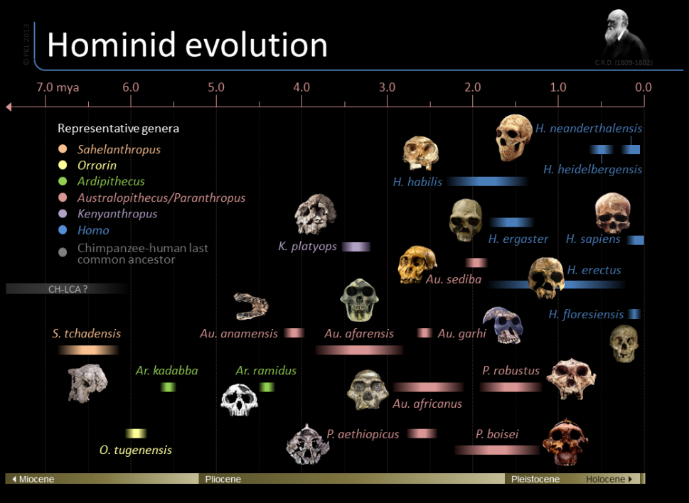 Timeline Of Hominid Evolution Infographic Earth Scien Vrogue Co