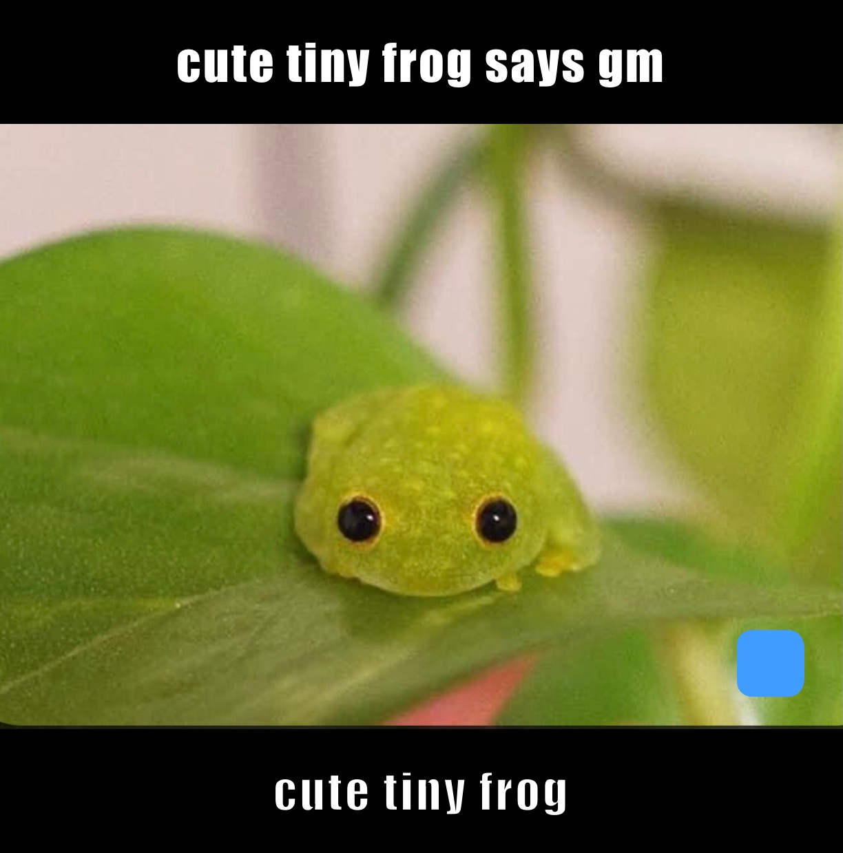 Tiny Kawaii Frog: Adorable Mini Amphibian Charm Explained
