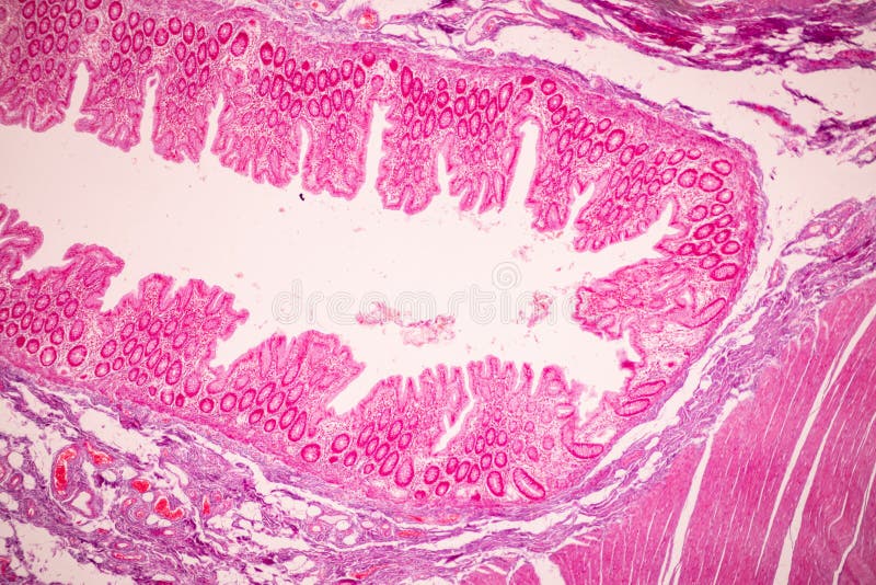 Tissue Of Small Intestine Duodenum Large Intestine Human And Stomach