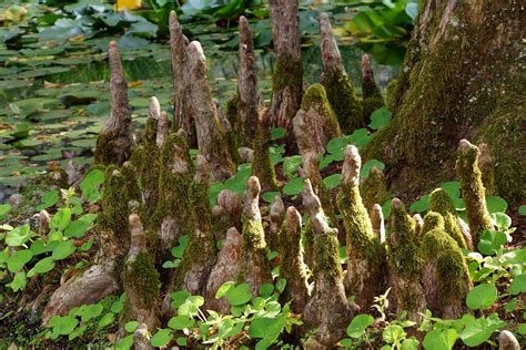 Unveiling the Mystery of Cypress Knees: A Listening Guide
