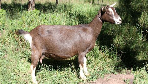 Toggenburg Goats Characteristics Health Benefits