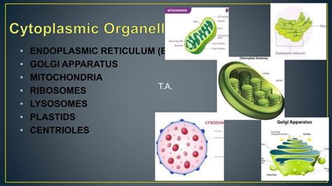 Understanding Cytoplasm And Organelles 1 Pptx