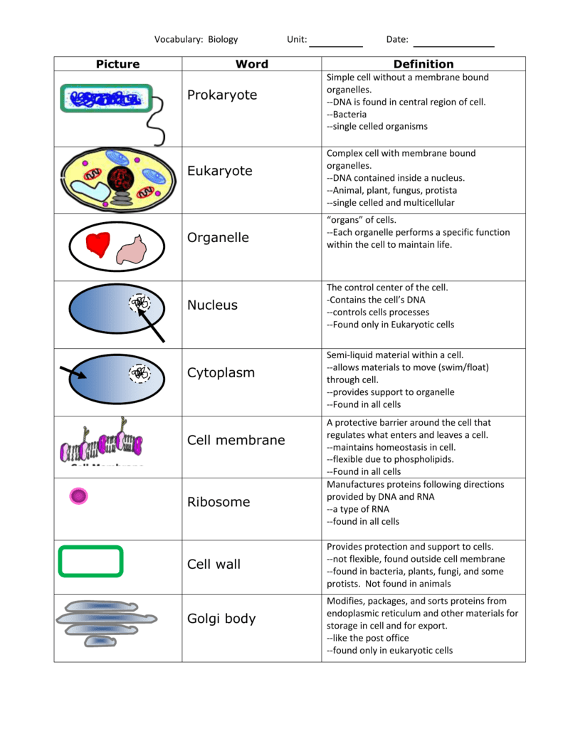 Unit 3 Cells Vocabulary With Definitions Unit 3 Cells Vocabulary With Definitions