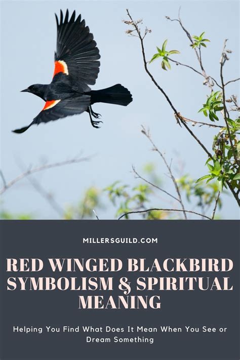 Unlock The Mystique Delve Into The 6 Spiritual Meanings Of Red Winged Unlock The Mystique Delve Into The 6 Spiritual Meanings Of Red Winged