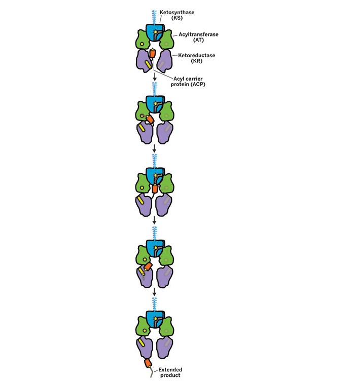 Unlocking Secrets Of Polyketide Synthase Assembly Lines Nature