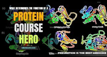 Unlocking The Secrets Of Protein Synthesis In Cells Course Hero
