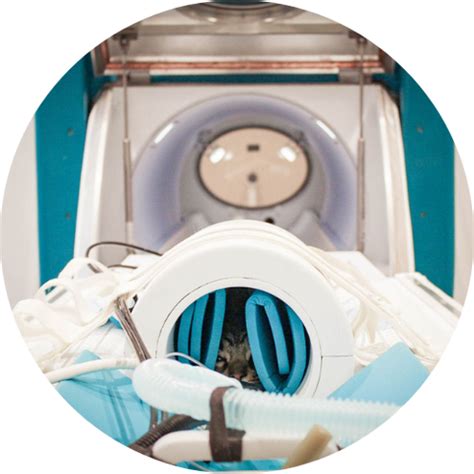 Unlocking The Secrets Of Small Animal Imaging With Advanced Mri Machin Unlocking The Secrets Of Small Animal Imaging With Advanced Mri Machin