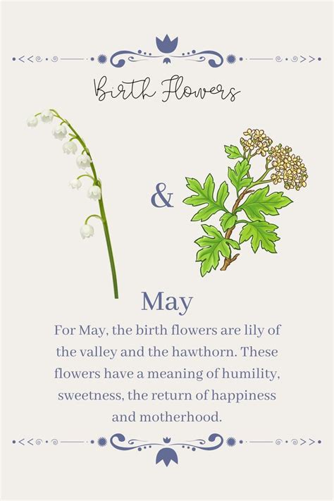 Unveil The Enchanting May Birth Flower Symbolism And Meaning Unveiled