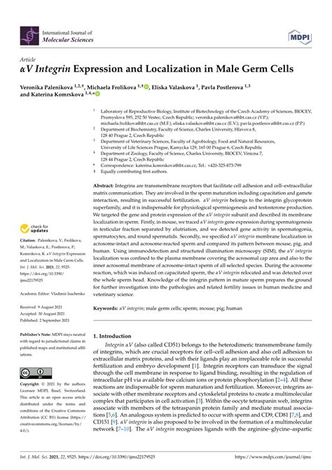 V Integrin Expression And Localization In Male Germ Cells