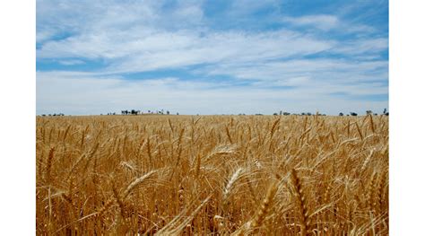 Volunteer Wheat Harbors Wheat Streak Mosaic Virus Morning Ag Clips