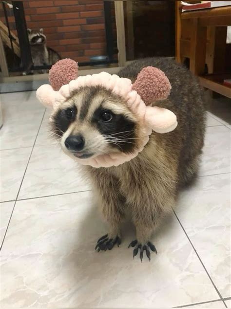 Walk Farter Raccoon Funny Pet Raccoon Cute Raccoon