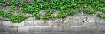 Wall Stone Wall Vine Overgrown Natural Stone Wall Leaves Stones Wall Stone Wall Vine Overgrown Natural Stone Wall Leaves Stones