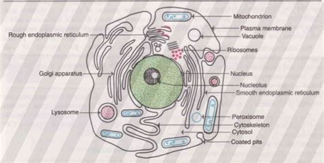 What is a Cell Rat? Explained Simply.