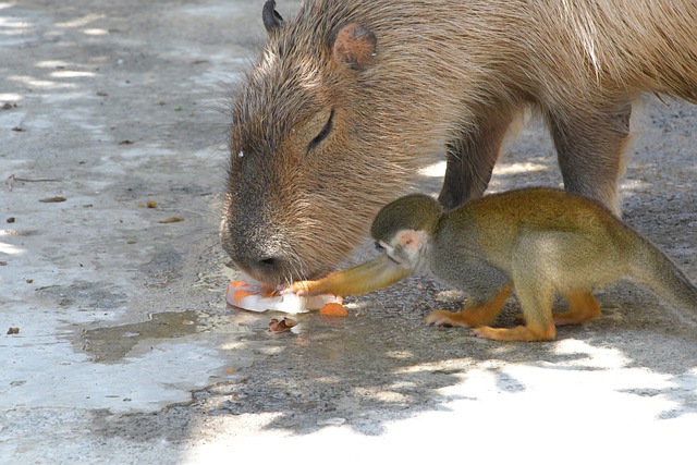 What Do Capybaras Eat Top 20 Foods Capybaras Eat