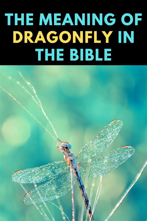 What Do Dragonflies Symbolize In The Bible Dragonfly Symbolism What