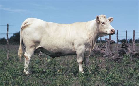 What Is A Charolais Cow