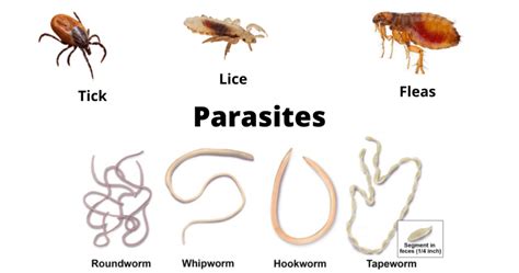 What Is Parasite Parasites Parasitology Parasite Definition What Is Parasite Parasites Parasitology Parasite Definition