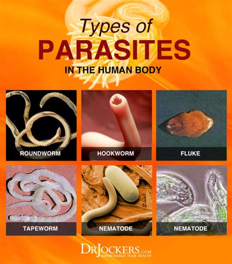 What Type Of Parasites Do You Have Drjockers Com
