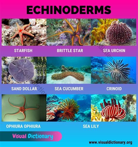 Where Do Echinoderms Live Biology Dictionary