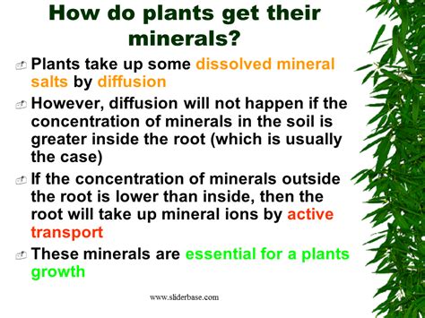 Why Do Plants Need Minerals