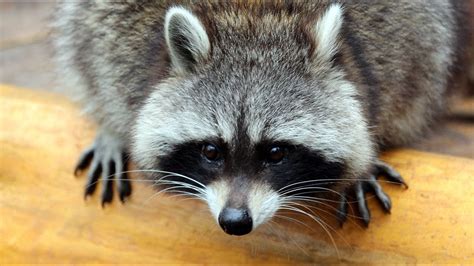 Why Do Raccoons Walk On Their Front Legs Youtube