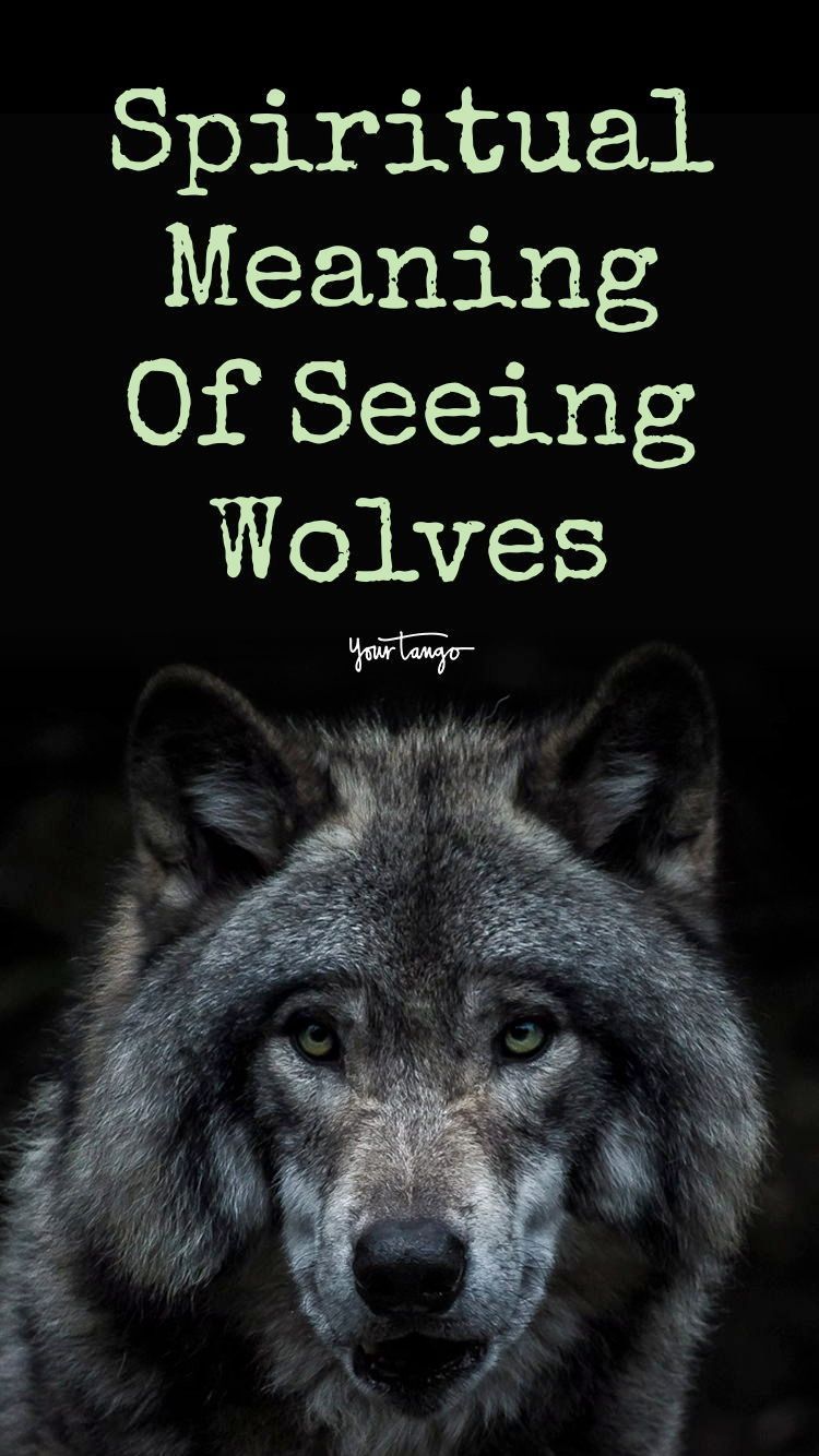 Wolf Symbolism Spiritual Meanings Of Seeing Wolves In 2023 Wolf
