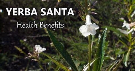 Yerba Santa Facts And Health Benefits Yerba Santa Facts And Health Benefits