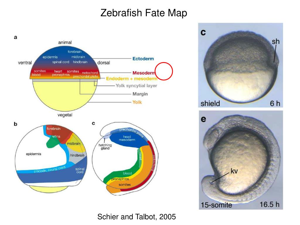 Zebrafish Axis Formation: BMP7's Crucial Role Explained